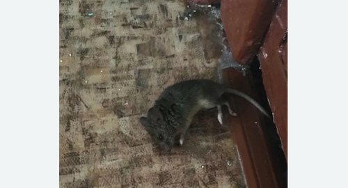 Дезинфекция от мышей в Щукино города Москвы